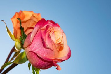 Mavi gökyüzünün arka planında güzel gül çiçekleri