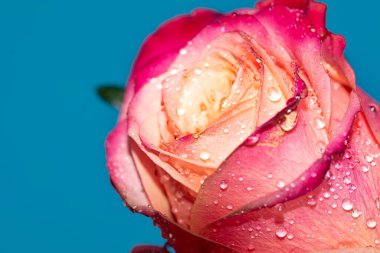 Güzel tek gül çiçeği, yakın görüş, yaz konsepti.