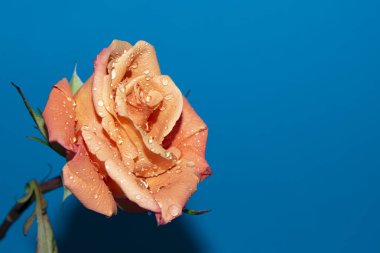 Güzel tek gül çiçeği, yakın görüş, yaz konsepti.