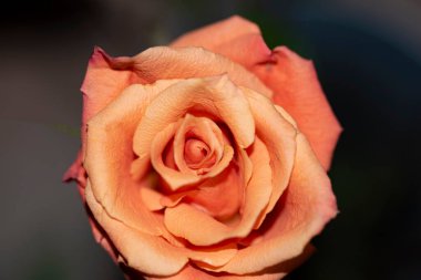 Güzel tek gül çiçeği, yakın görüş, yaz konsepti.