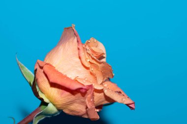 Güzel tek gül çiçeği, yakın görüş, yaz konsepti.