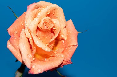 Güzel tek gül çiçeği, yakın görüş, yaz konsepti.