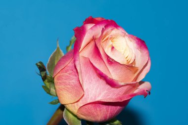 Güzel tek gül çiçeği, yakın görüş, yaz konsepti.