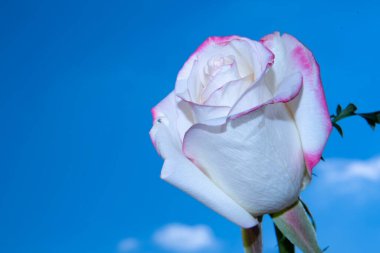 Güzel gül çiçeği mavi gökyüzüne karşı, yakın görüş