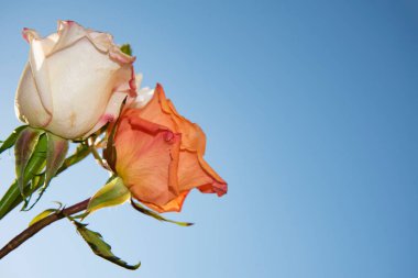 Mavi gökyüzünün arka planında güzel gül çiçekleri