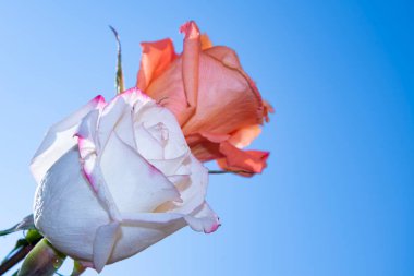 Mavi gökyüzünün arka planında güzel gül çiçekleri