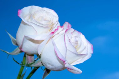 Mavi gökyüzünün arka planında güzel gül çiçekleri