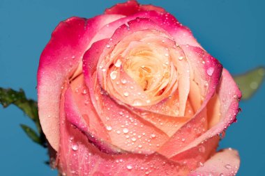 Güzel tek gül çiçeği, yakın görüş, yaz konsepti.