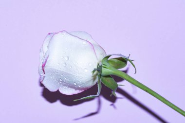 Güzel tek gül çiçeği, yakın görüş, yaz konsepti.