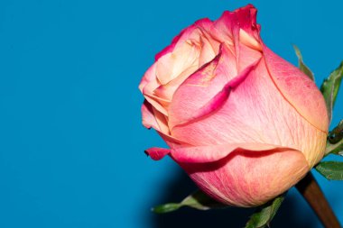 Güzel tek gül çiçeği, yakın görüş, yaz konsepti.