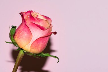 Güzel tek gül çiçeği, yakın görüş, yaz konsepti.