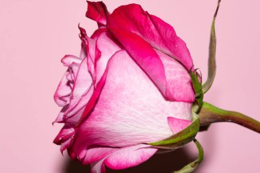 Güzel tek gül çiçeği, yakın görüş, yaz konsepti.