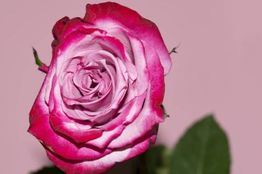 Güzel tek gül çiçeği, yakın görüş, yaz konsepti.