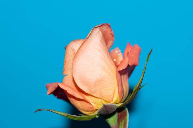 Güzel tek gül çiçeği, yakın görüş, yaz konsepti.