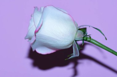 Güzel tek gül çiçeği, yakın görüş, yaz konsepti.