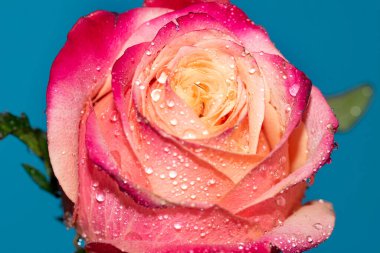 Güzel tek gül çiçeği, yakın görüş, yaz konsepti.