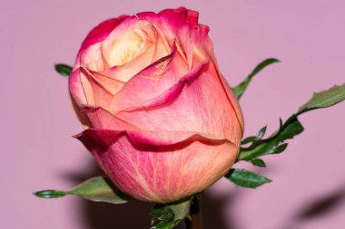 Güzel tek gül çiçeği, yakın görüş, yaz konsepti.