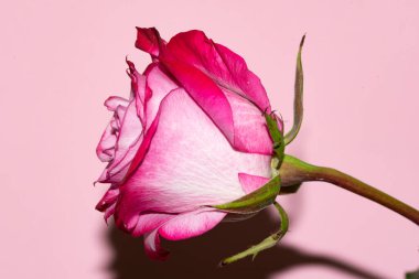 Güzel tek gül çiçeği, yakın görüş, yaz konsepti.