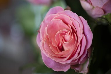 Güzel güller, yakın manzara.