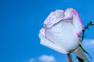 Güzel gül çiçeği mavi gökyüzüne karşı, yakın görüş