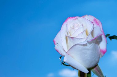 Güzel gül çiçeği mavi gökyüzüne karşı, yakın görüş