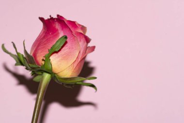 Güzel tek gül çiçeği, yakın görüş, yaz konsepti.