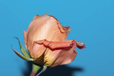 Güzel tek gül çiçeği, yakın görüş, yaz konsepti.