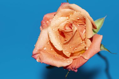 Güzel tek gül çiçeği, yakın görüş, yaz konsepti.