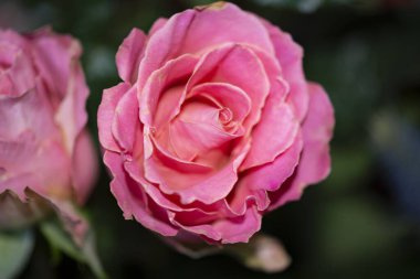 Güzel güller, yakın manzara.