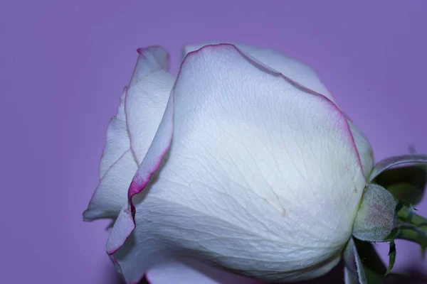 Belle Fleur Rose Simple Vue Rapprochée Concept Été — Photo