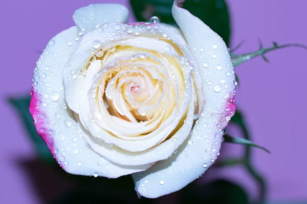 Schöne Einzelne Rosenblüte Nahsicht Sommerkonzept — Stockfoto