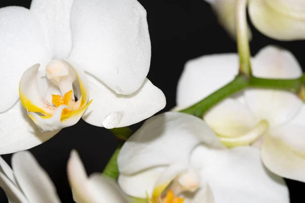 Close Shot White Flowers Dark Background — Stock Photo, Image
