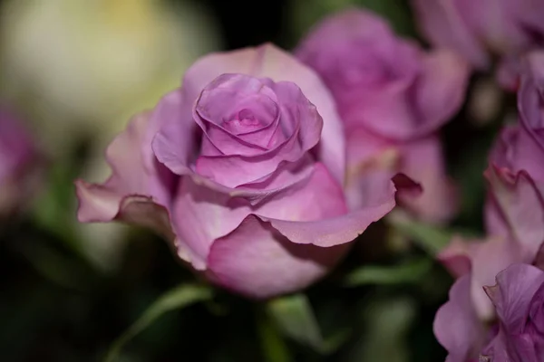 Piękny Bukiet Róż Widok Bliska — Zdjęcie stockowe