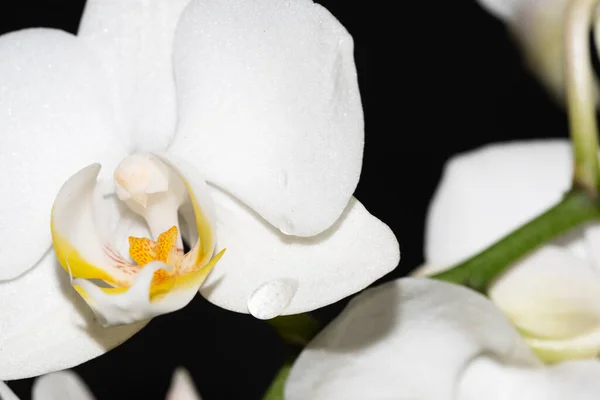 Siyah Arkaplanda Beyaz Çiçekleri Yakın Plan Çek — Stok fotoğraf