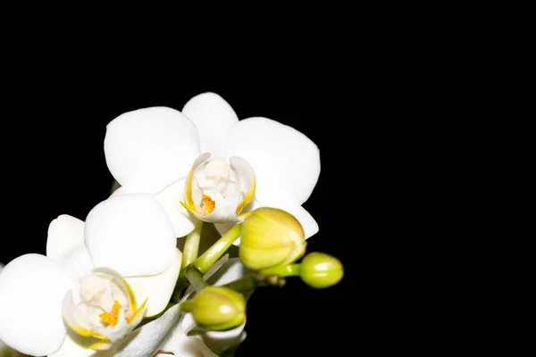 Primo Piano Colpo Fiori Bianchi Uno Sfondo Scuro — Foto Stock