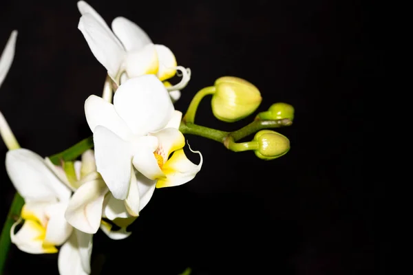 Zbliżenie Strzał Białych Kwiatów Ciemnym Tle — Zdjęcie stockowe