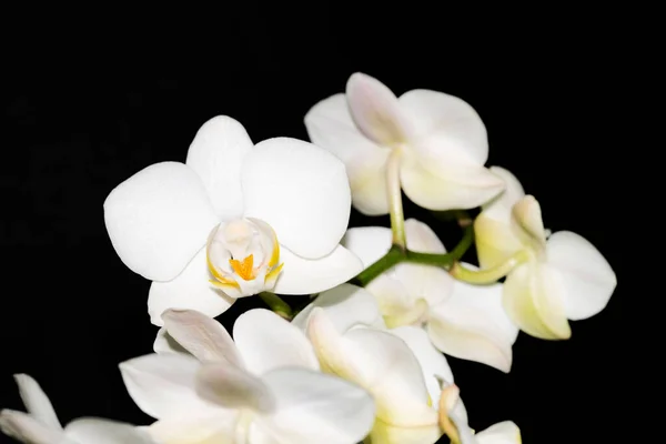 Siyah Arkaplanda Beyaz Çiçekleri Yakın Plan Çek — Stok fotoğraf