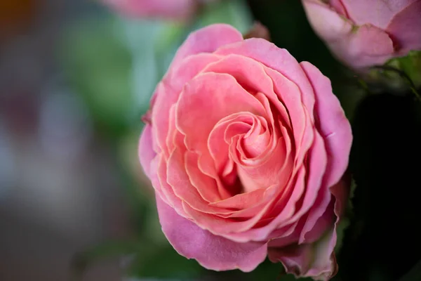 Ramo Rosas Hermosas Vista Cerca —  Fotos de Stock