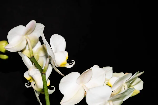 Primo Piano Colpo Fiori Bianchi Uno Sfondo Scuro — Foto Stock