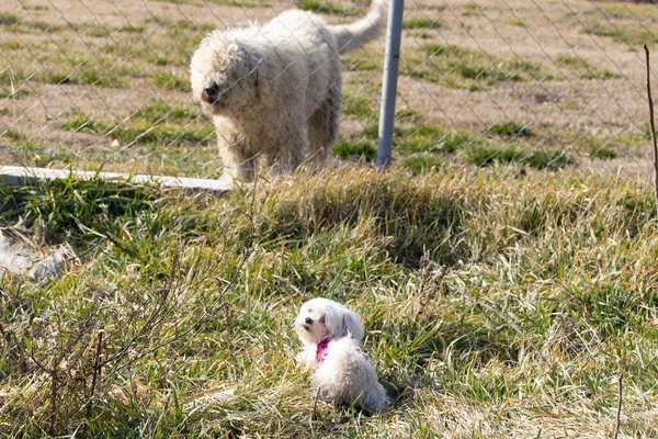 Parkta Iki Beyaz Köpek — Stok fotoğraf