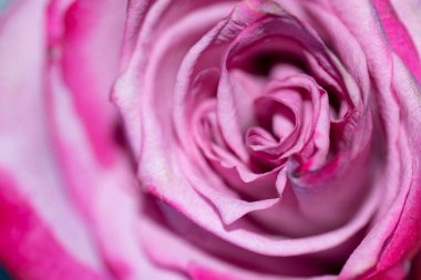 Güzel tek gül çiçeği, yakın görüş, yaz konsepti.