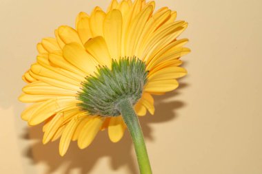 Gerbera çiçeği yakın çekim, yaz konsepti.
