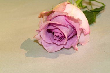 Güzel tek gül çiçeği, yakın görüş, yaz konsepti.