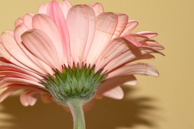 Gerbera çiçeği yakın çekim, yaz konsepti.