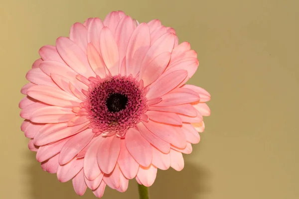 Gerbera Flor Close Conceito Verão — Fotografia de Stock
