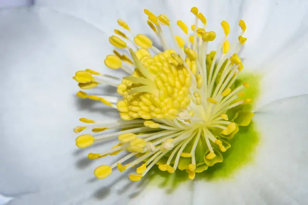 Close White Flower Yellow Pistil Stamens Flora Foliage — Stock Photo, Image