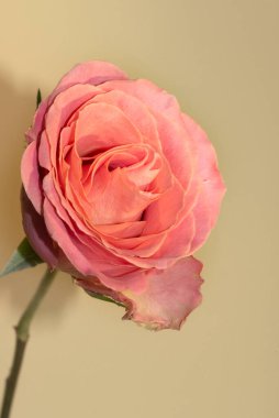 Güzel tek gül çiçeği, yakın görüş, yaz konsepti.