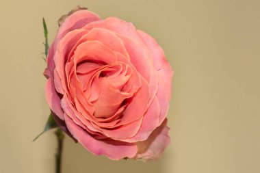 Güzel tek gül çiçeği, yakın görüş, yaz konsepti.