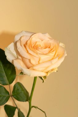 Güzel tek gül çiçeği, yakın görüş, yaz konsepti.