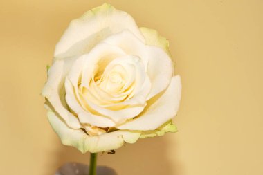 Güzel tek gül çiçeği, yakın görüş, yaz konsepti.